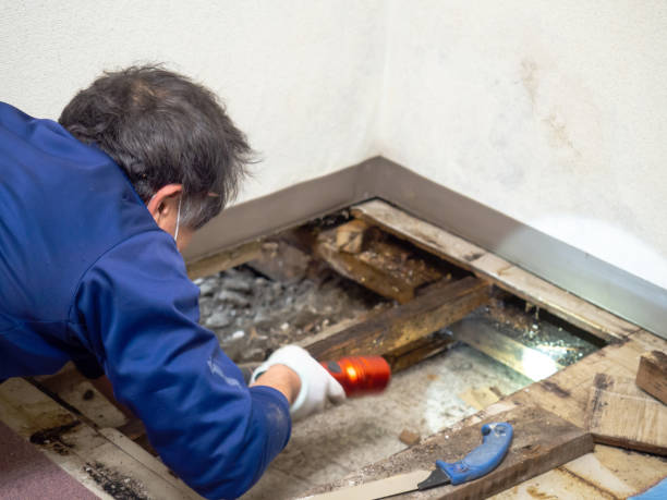 Best Mold Remediation for Specific Building Types in Mi Wuk Village, CA