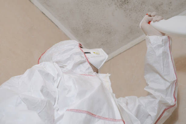 Best Attic Mold Remediation in Mi Wuk Village, CA