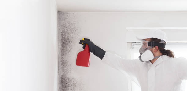 Best Kitchen Mold Remediation in Mi Wuk Village, CA
