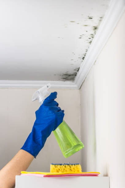 Best Industrial Mold Remediation in Mi Wuk Village, CA